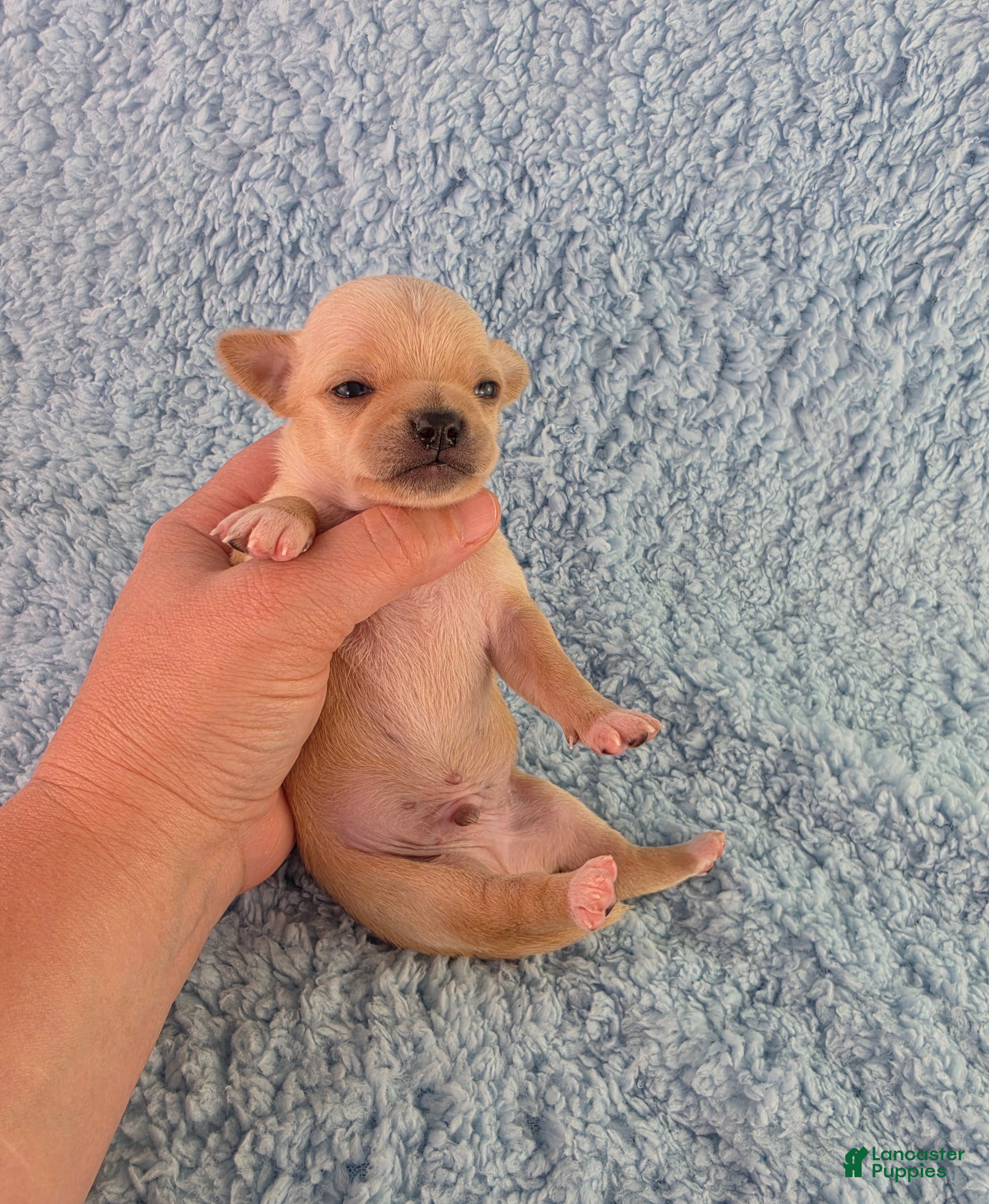 Chihuahua dogs AKC Ralph - Ad 2