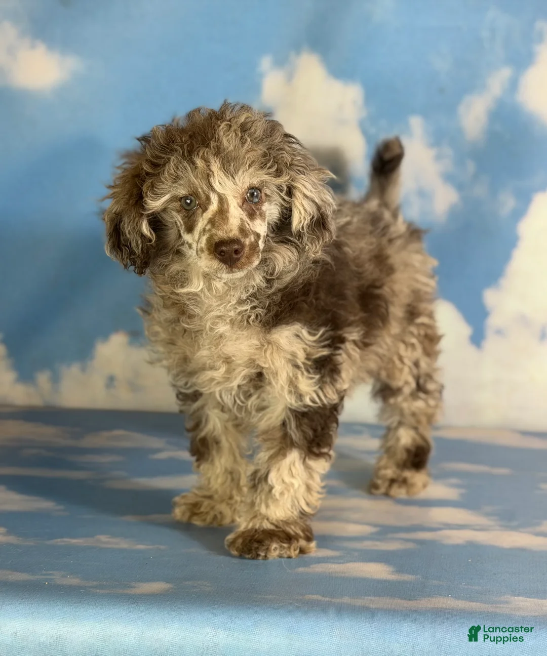 Miniature Poodle dogs for sale: ACA Bruno  - Ad 7