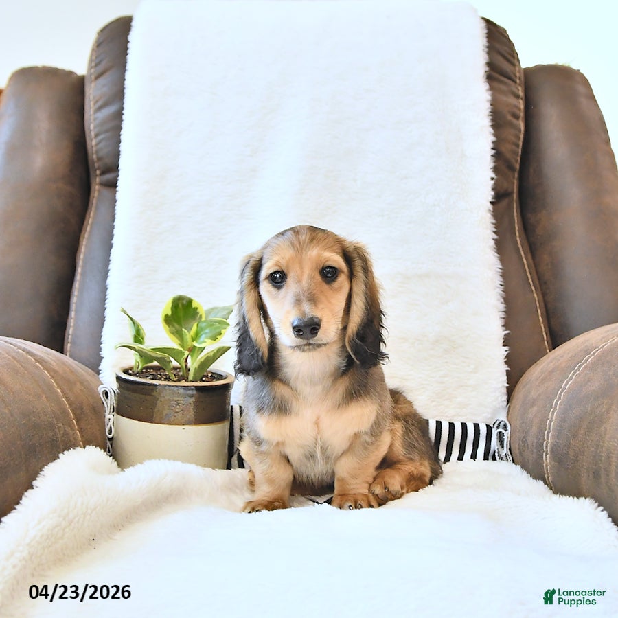 Miniature Dachshund dogs Braxton - Ad 1