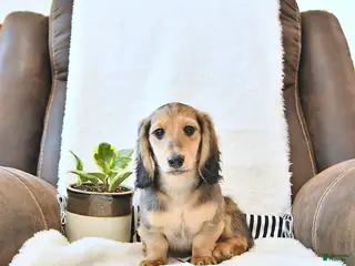 Miniature Dachshund dogs for sale: Braxton - Ad 1