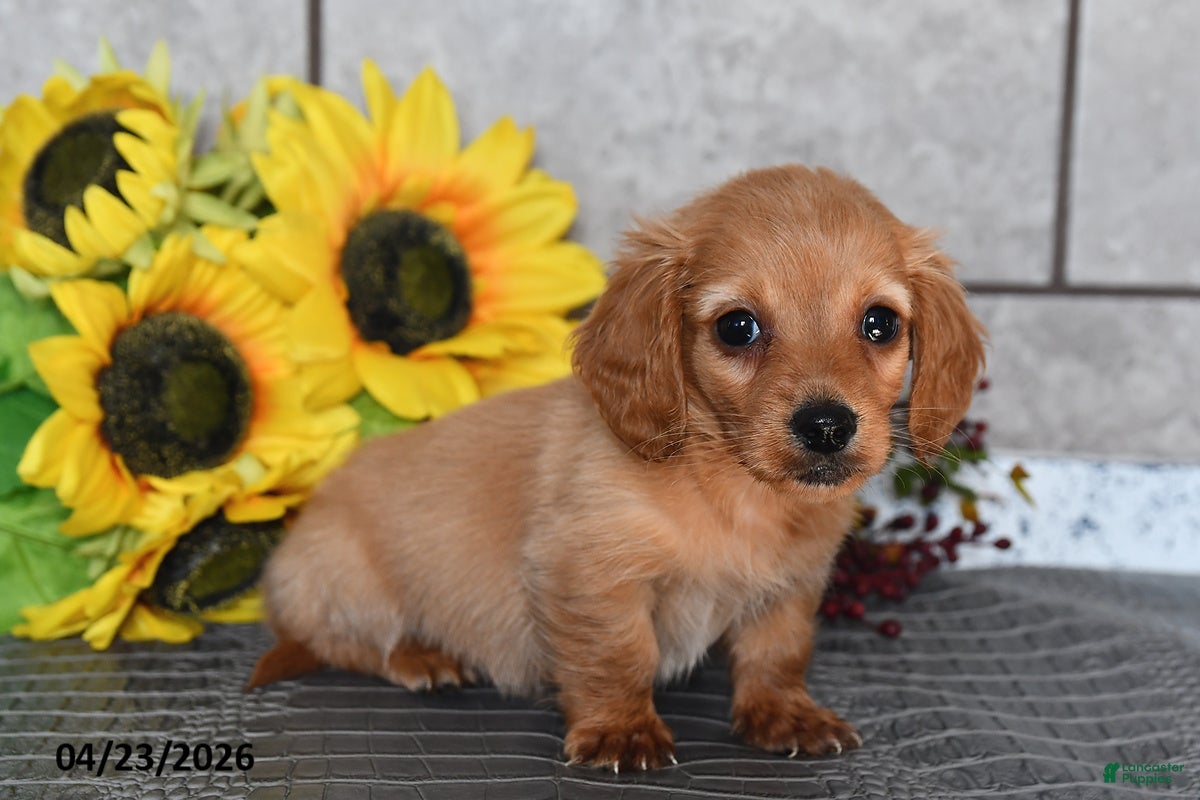 Miniature Dachshund dogs Ollie - Ad 2