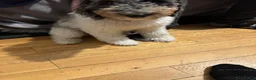 Bernedoodle dogs for sale: Princess - Ad 8