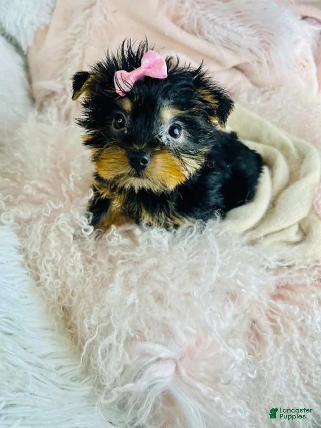 Yorkshire Terrier dogs for sale: Yorkshire Terrier Puppy 1 - Ad 2