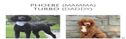Standard Poodle dogs for sale: Standard Poodle Puppy 1 - Ad 6