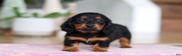 Miniature Dachshund dogs for sale: Mariah - Ad 7