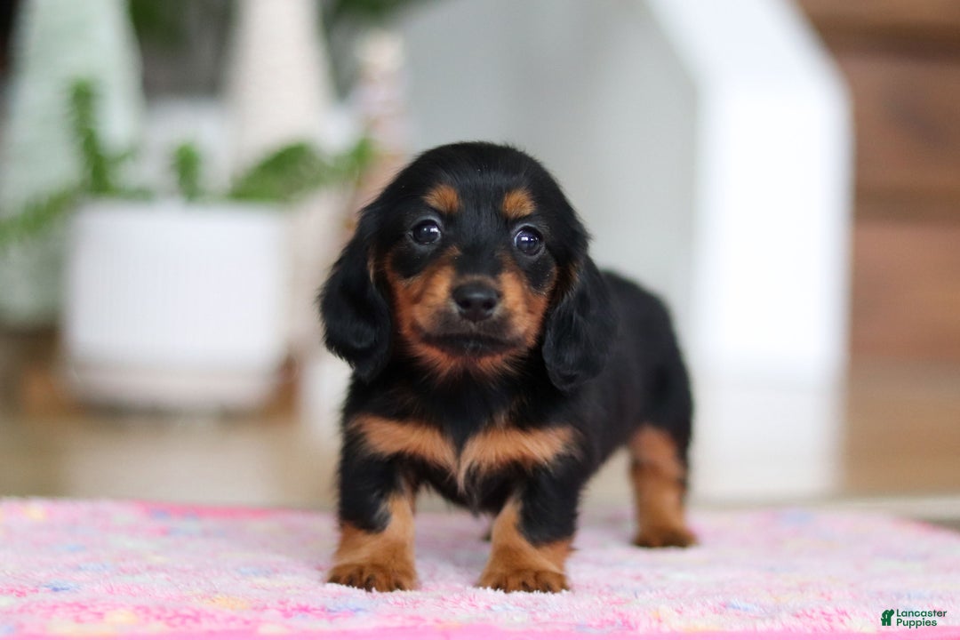 Miniature Dachshund dogs for sale: Mariah - Ad 7
