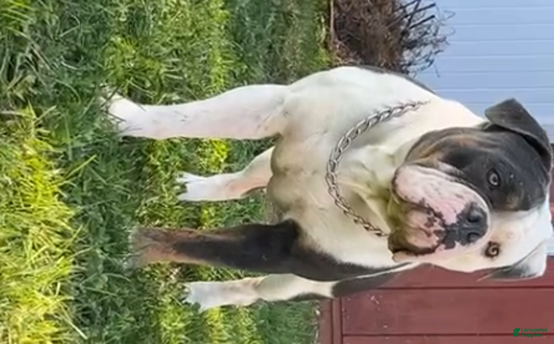 Olde English Bulldogge dogs for sale: Starry - Ad 12