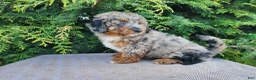 Mini Bernedoodle dogs for sale: Lettie - Ad 8