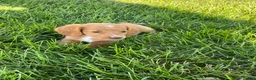 Miniature Dachshund dogs for sale: Ella - Ad 14