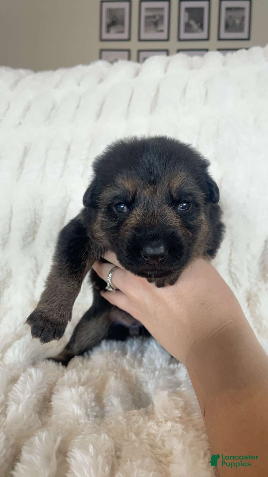 German Shepherd dogs for sale: German Shepherd Purple Collar Female - Ad 1
