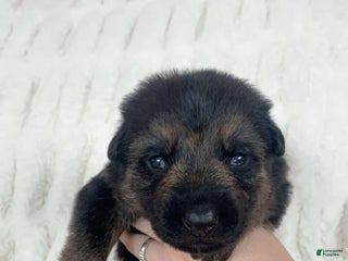 German Shepherd dogs German Shepherd Purple Collar Female - Ad 3