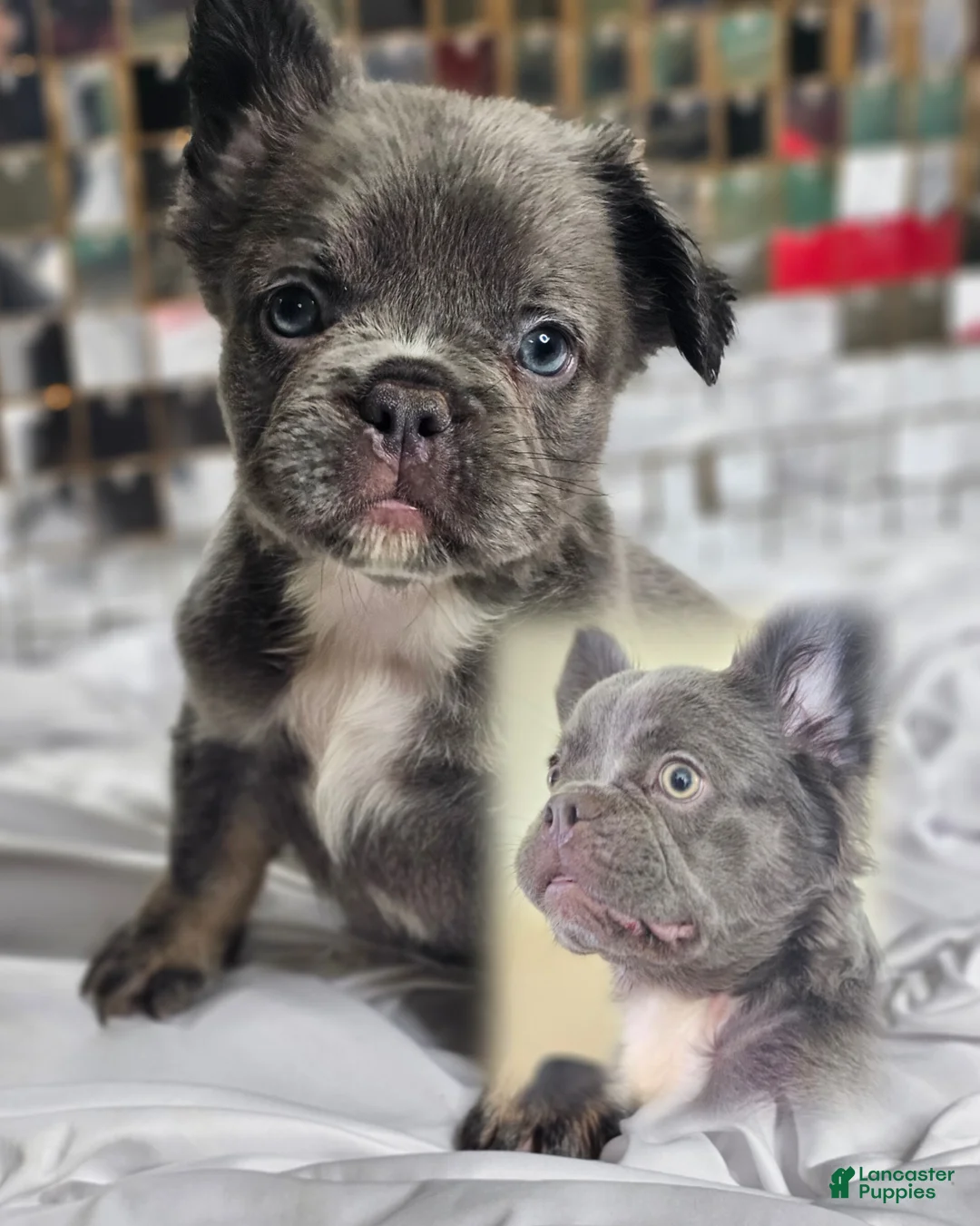 French Bulldog dogs for sale: Ultima, the total package 🐾 - Ad 1