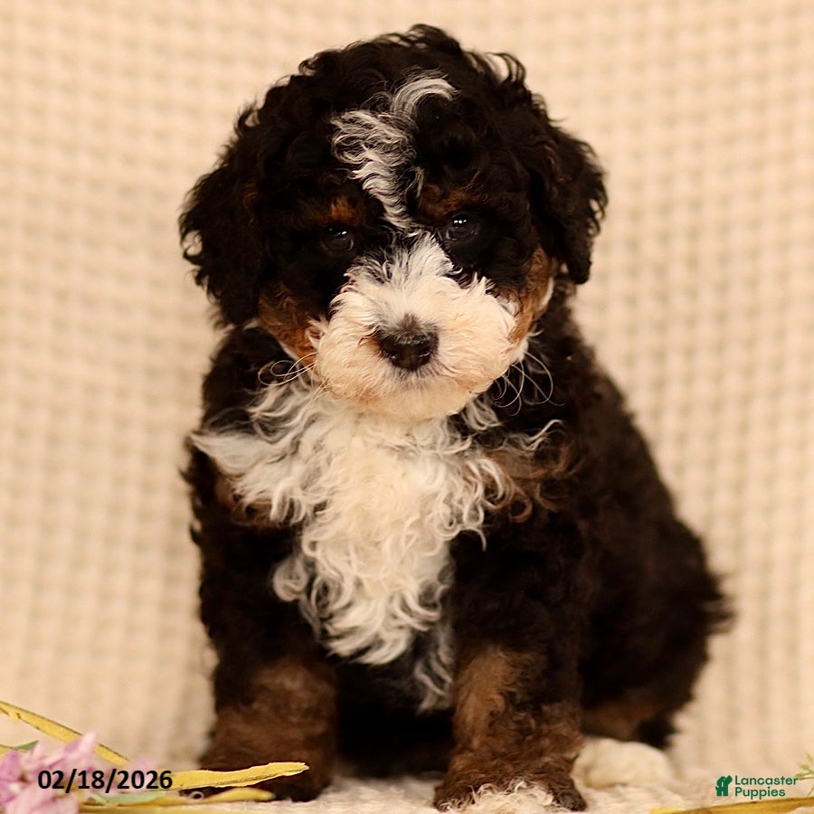 Mini Bernedoodle dogs Mike - Ad 2