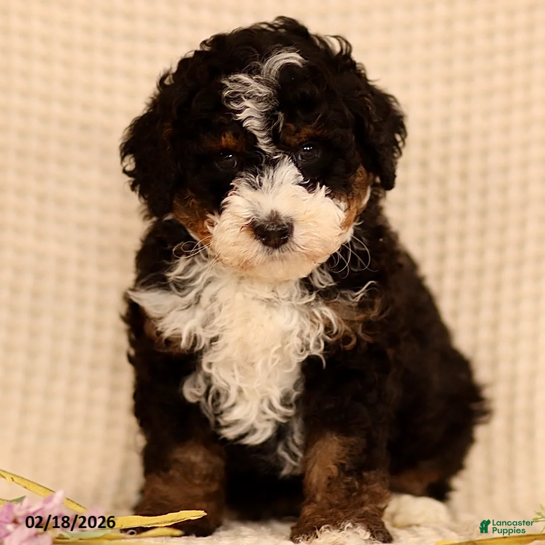 Mini Bernedoodle dogs for sale: Mike - Ad 2