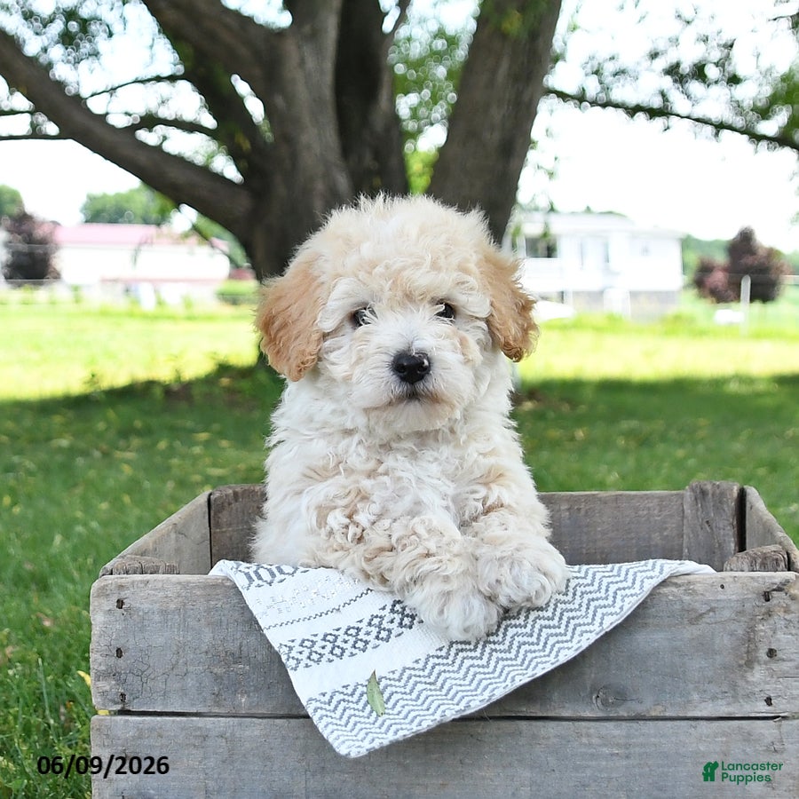 Bichpoo dogs Julio - Ad 1
