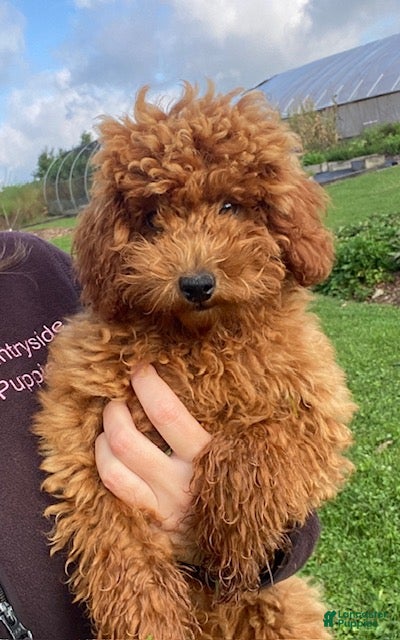 Miniature Poodle dogs Murphy - Ad 1
