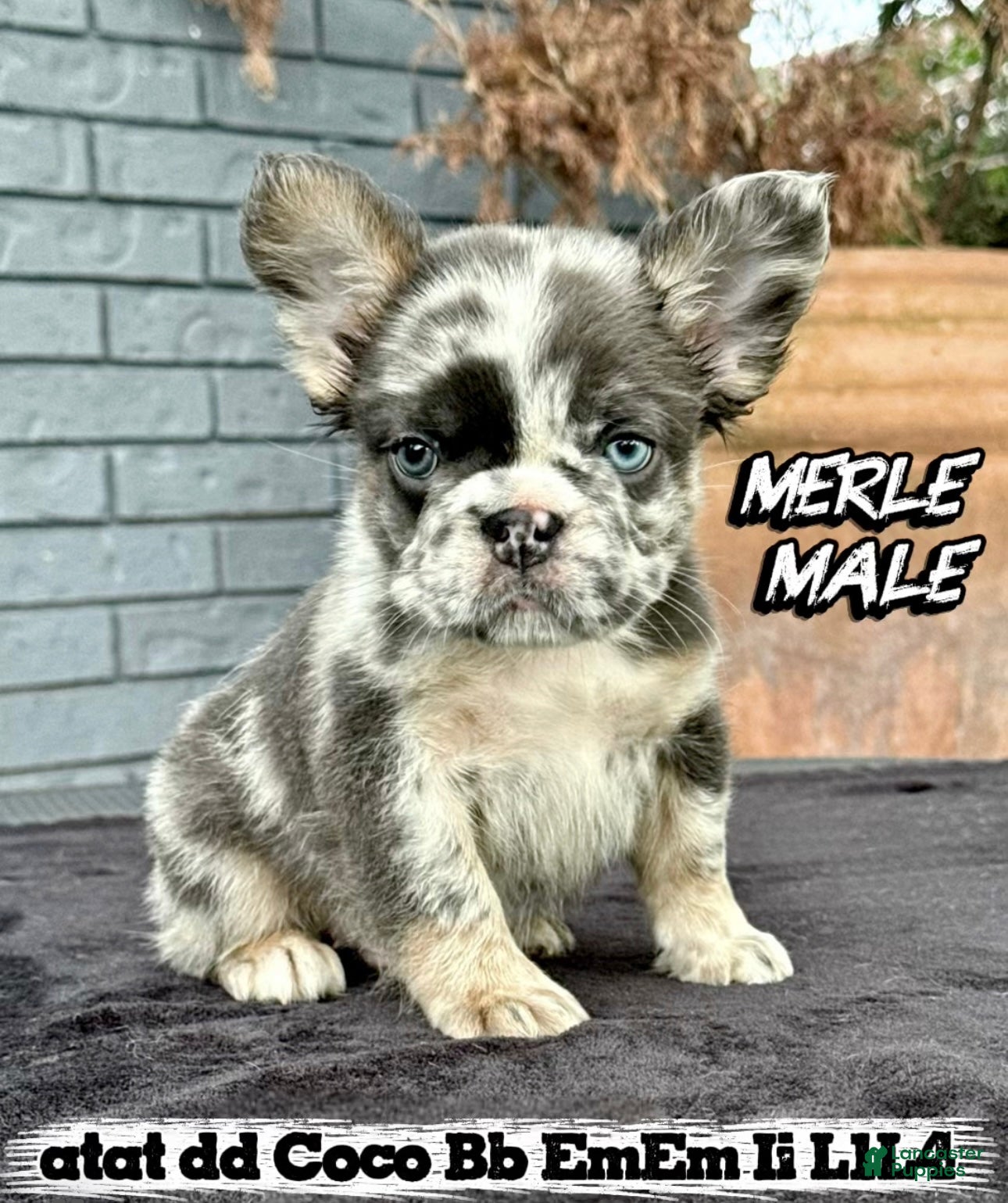 French Bulldog dogs French Bulldog Puppy 1 - Ad 1