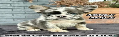 French Bulldog Puppy 1