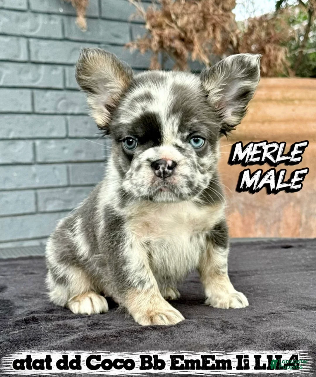 French Bulldog dogs for sale: French Bulldog Puppy 1 - Ad 1