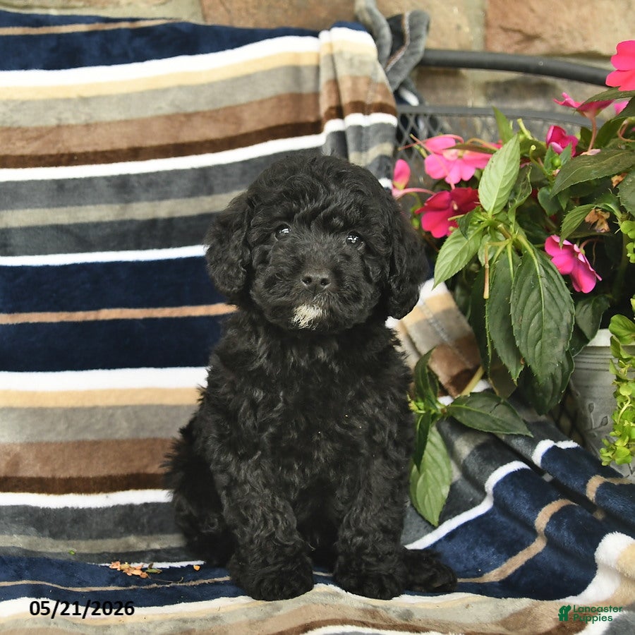 Mini Goldendoodle dogs for sale: Enzo  - Ad 2