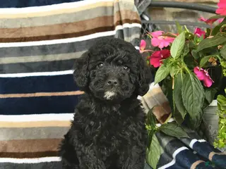 Mini Goldendoodle dogs for sale: Enzo - Ad 2