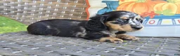 Miniature Dachshund dogs for sale: Hank - Ad 4