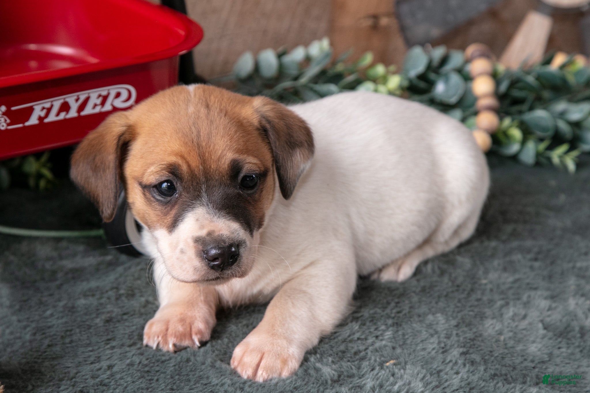 Jack Russell Terrier dogs Pepper - Ad 1