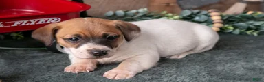 Pepper