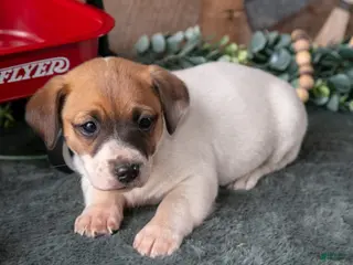 Jack Russell Terrier dogs for sale: Pepper - Ad 3