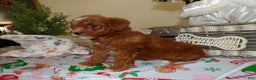 Miniature Poodle dogs for sale: Miniature Poodle Puppy 6 Star - Ad 3