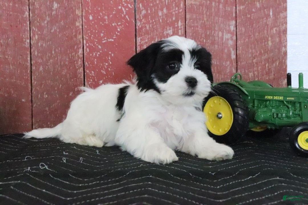 Teddy Bear dogs for sale: Lynsey - Ad 2