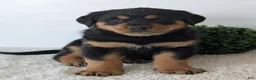 Mixed Breed dogs for sale: Rufus - Ad 6