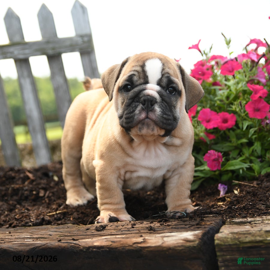 English Bulldog dogs Yana - Ad 2