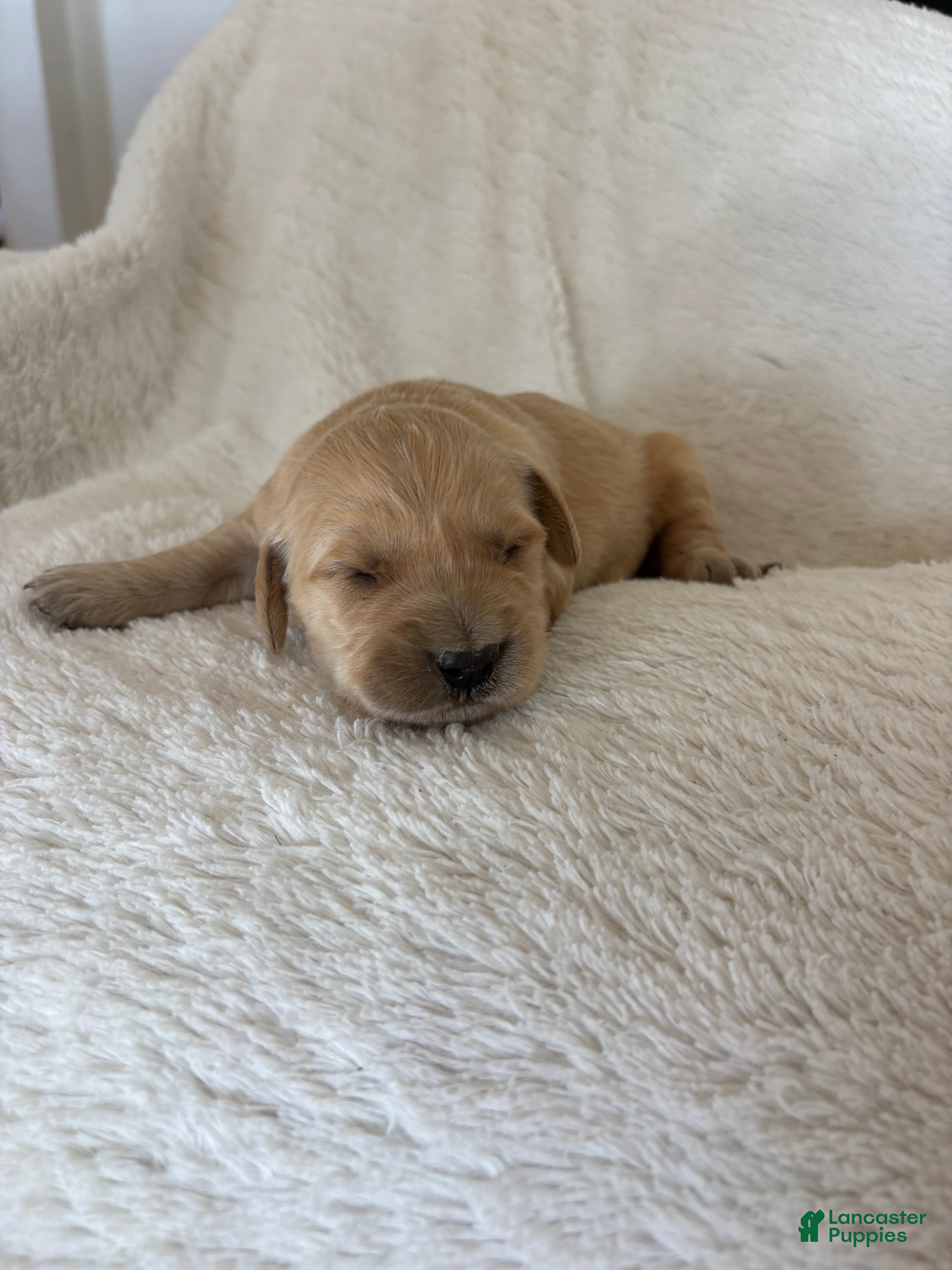 Golden Retriever dogs Gary - Ad 1