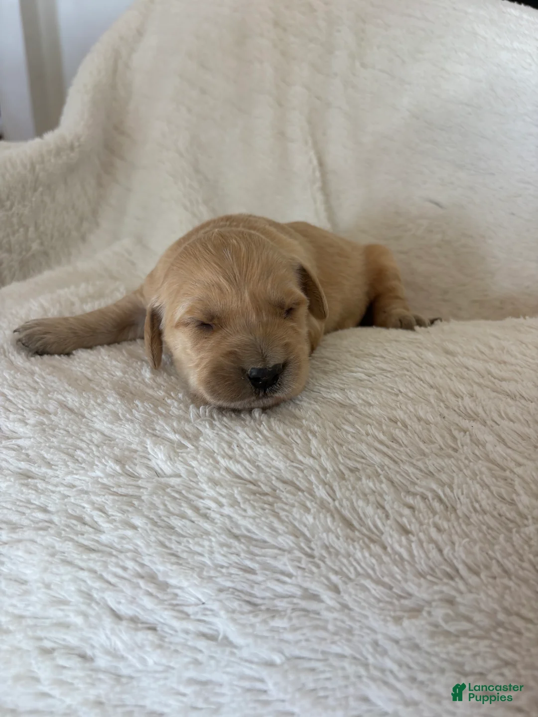 Golden Retriever dogs for sale: Gary - Ad 1