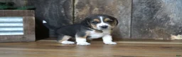 Beagle dogs for sale: Cooper - Ad 2