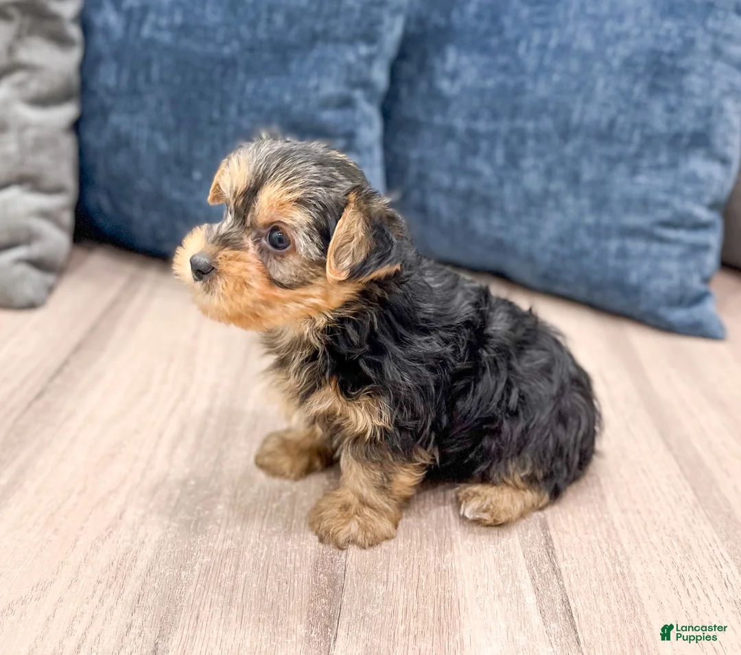 Yorkshire Terrier dogs for sale: 2 Yorkies - Ad 2