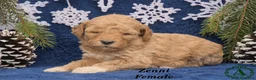 Mini Goldendoodle dogs for sale: Zenni - Ad 4