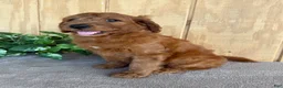 Goldendoodle dogs for sale: Goldie - Ad 22