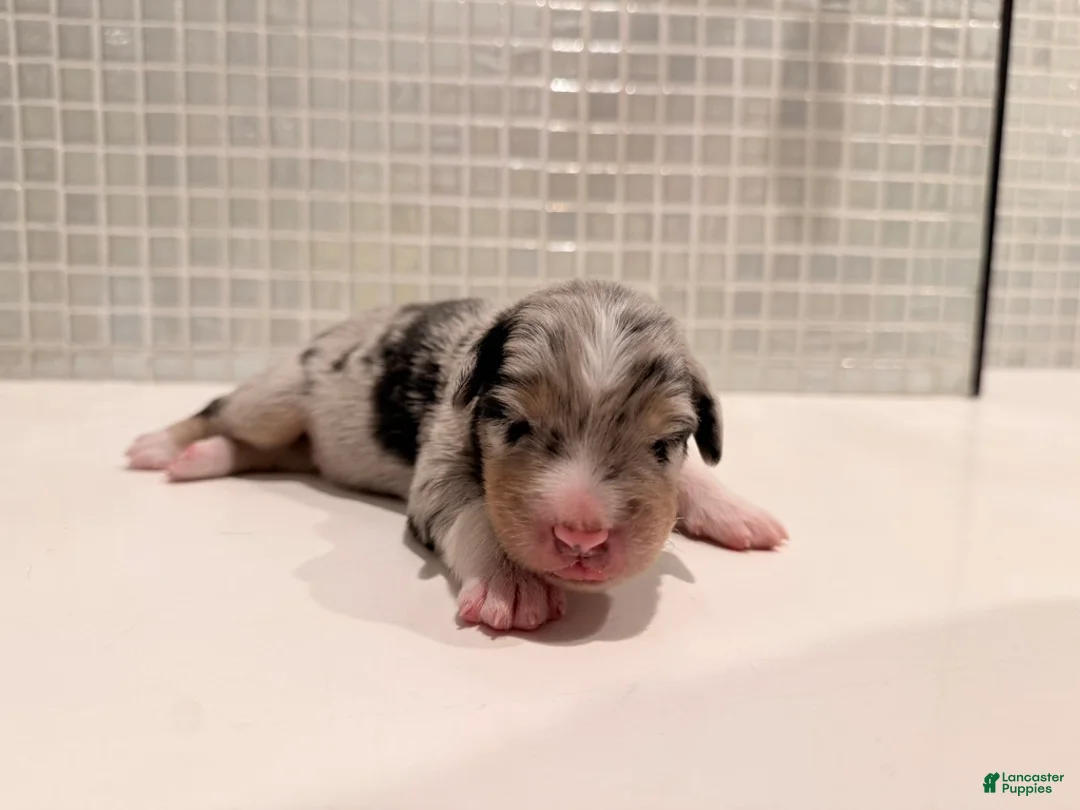 Australian Shepherd dogs for sale: Storm - Ad 2