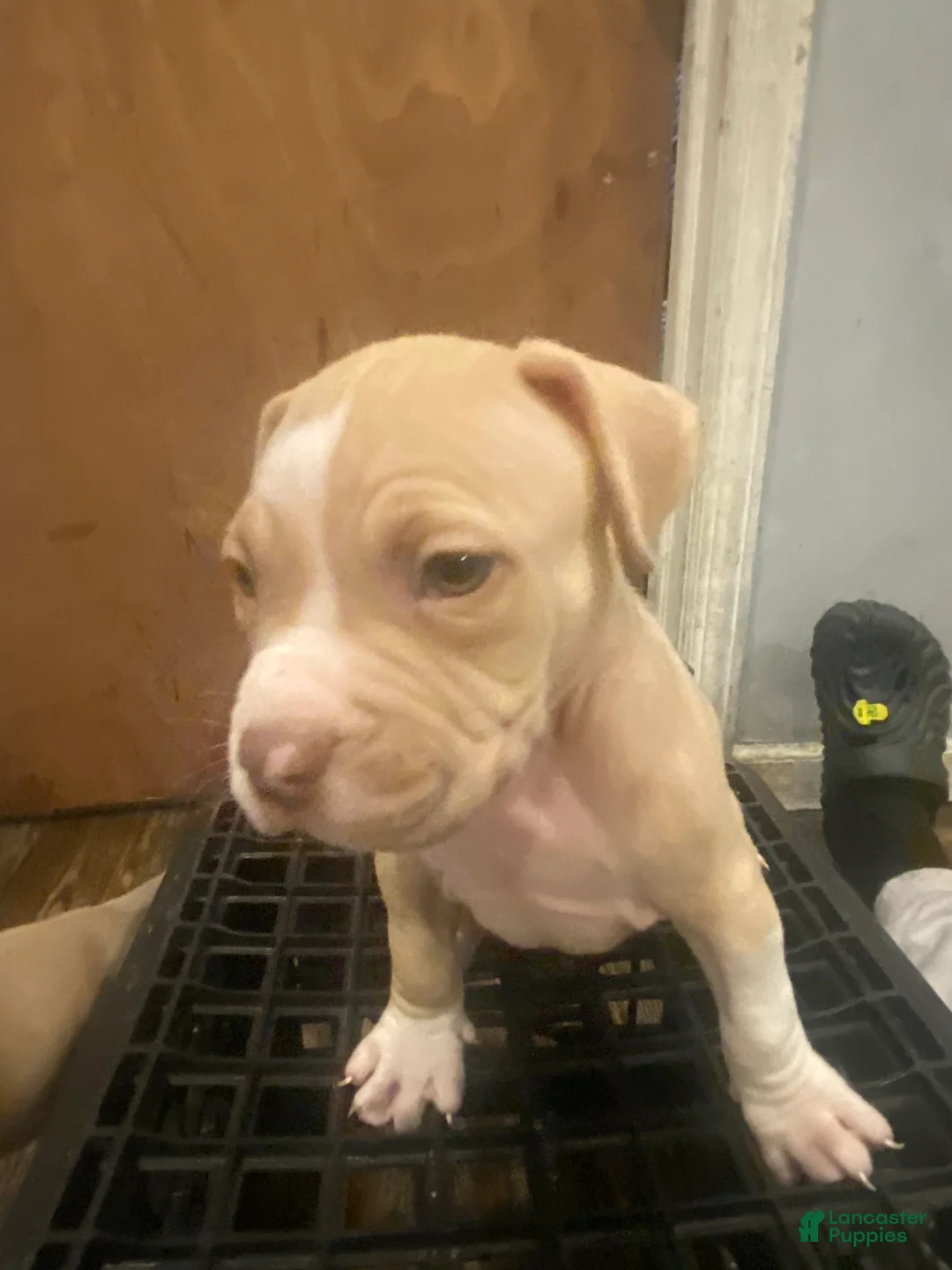 American Pit Bull Terrier dogs for sale: American Pit Bull Terrier Puppy 1 - Ad 2