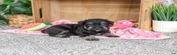 Miniature Schnauzer dogs for sale: Tessa - Ad 3
