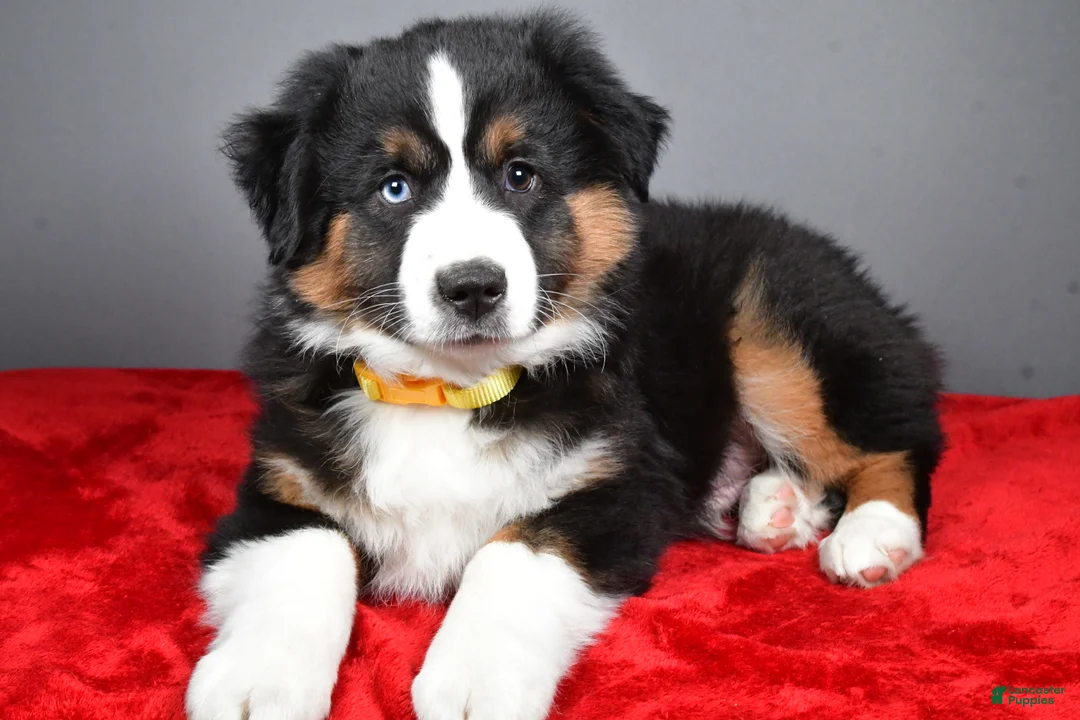 Miniature Australian Shepherd dogs for sale: Howard - Ad 1