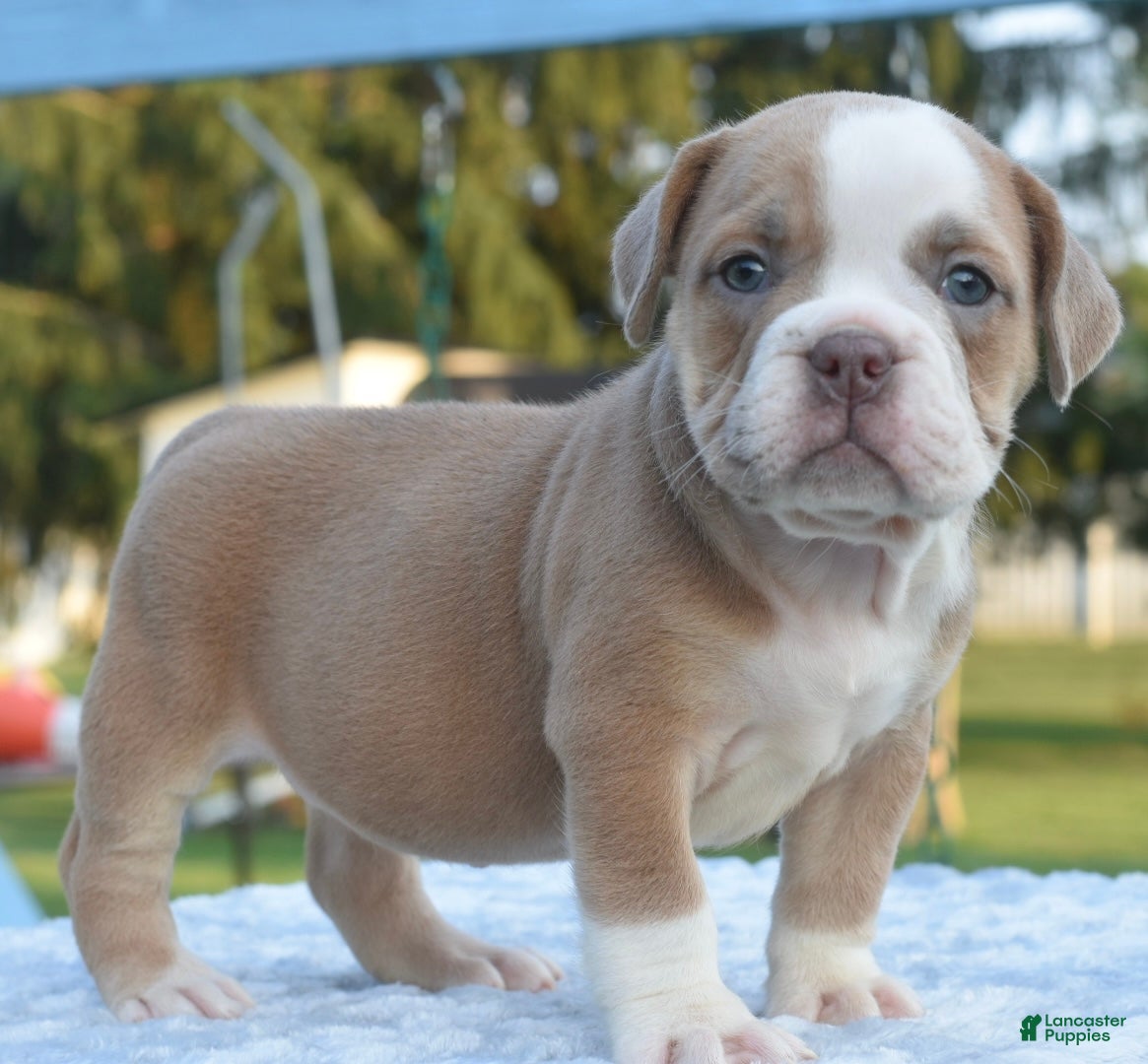 Mixed Breed dogs Luna bully hybrid  - Ad 1