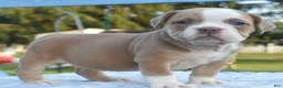 Mixed Breed dogs for sale: Luna bully hybrid  - Ad 1