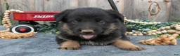 Mixed Breed dogs for sale: Geo - Ad 3