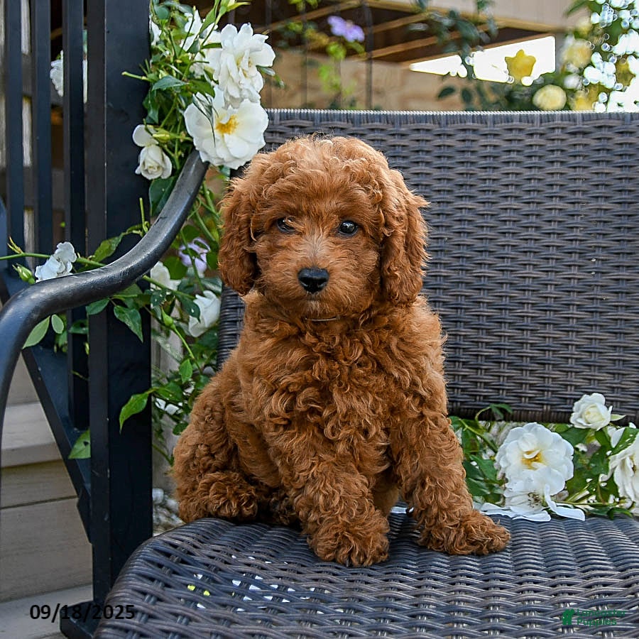Goldendoodle Brittany Spaniel Mixed With Poodle Mini