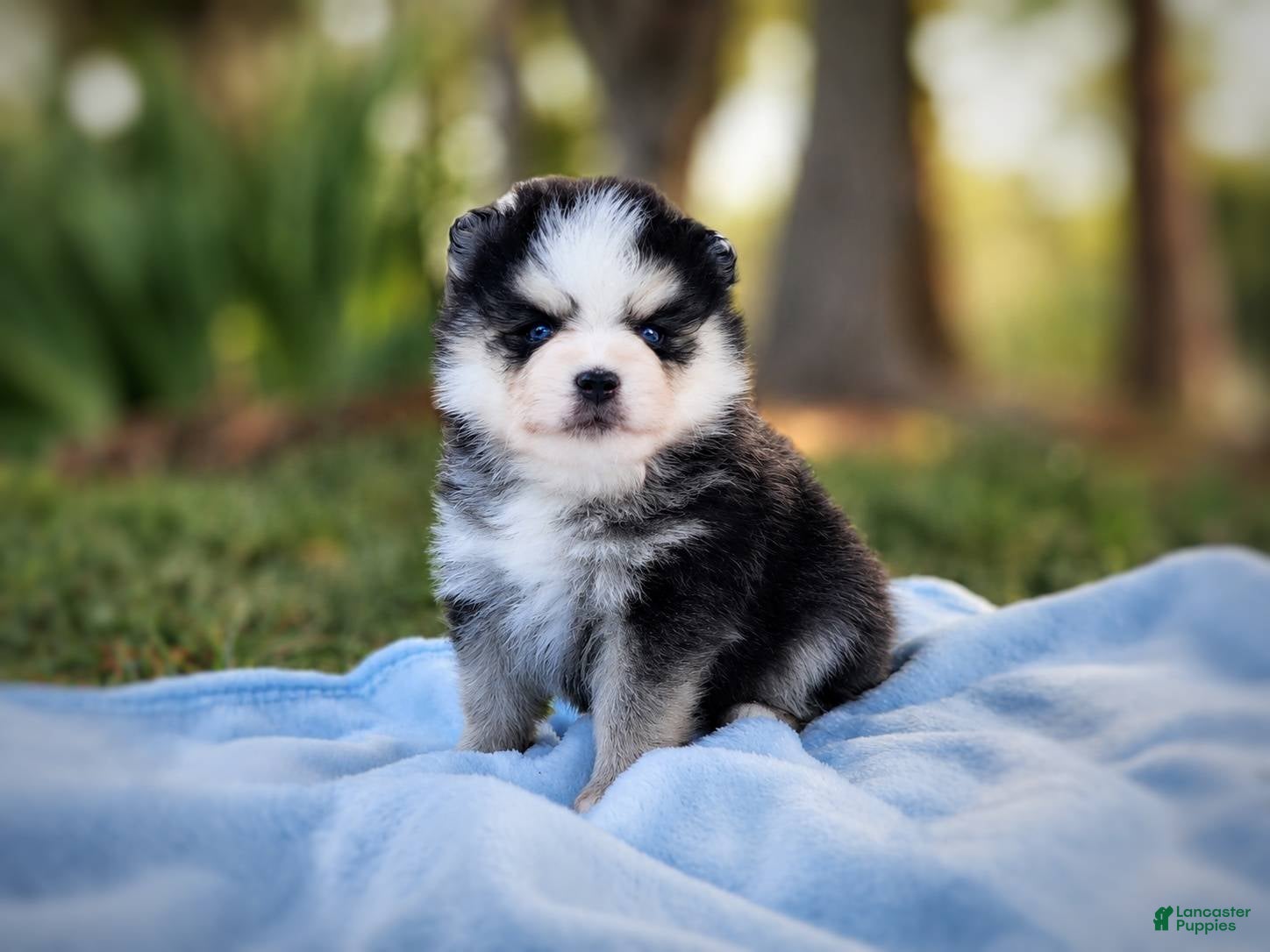 Pomsky dogs Pomsky Puppy Boy - 4 of 5 - Ad 28