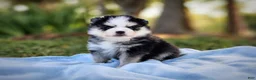 Pomsky dogs for sale: Pomsky Puppy Boy - 4 of 5 - Ad 5