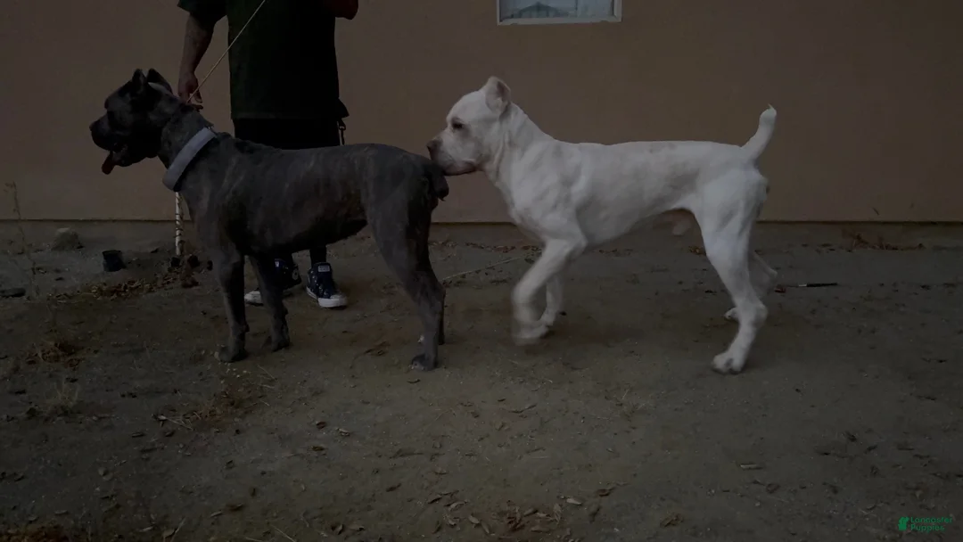 Cane Corso dogs for sale: Athena - Ad 7